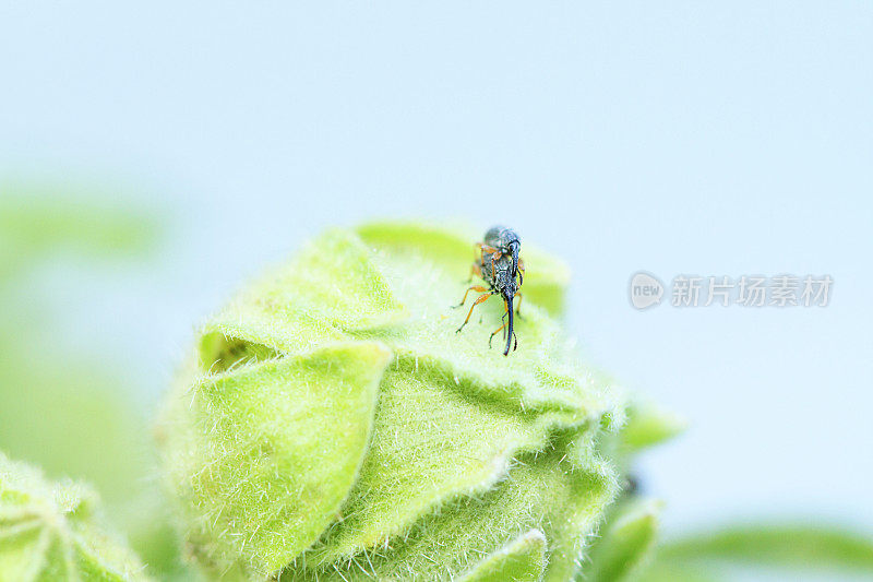 在花蕾上交配的蜀葵象鼻虫。Apion longirostre